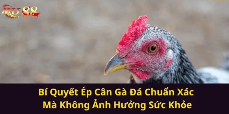Ép Cân Gà Đá Là Gì? Kỹ Thuật Ép Cân Hiệu Quả Tư Sư Kê Mu88