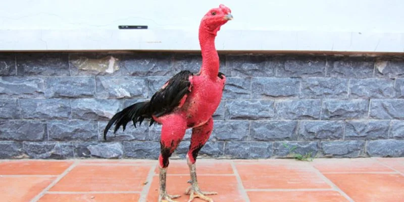 Ép cân là một kỹ thuật quan trọng trong đá gà.
