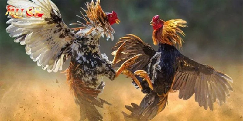 Kỹ thuật ép cân không đơn thuần là giảm trọng lượng.