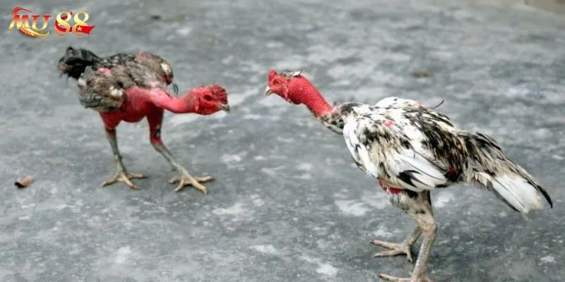 Các giai đoạn ép cân gà đá cần thực hiện nghiêm ngặt.
