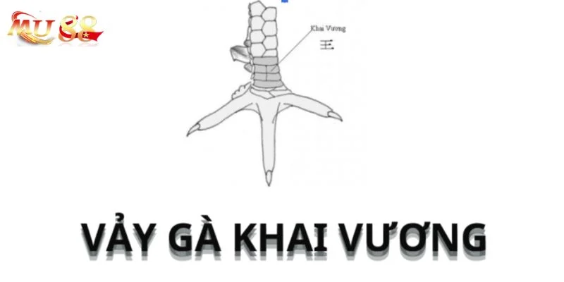 Vảy Gà Khai Vương: Cập Nhật Kiến Thức Đá Gà Mới 2025 3 Vảy gà khai vương mang nhiều ý nghĩa trong chọi gà đá.